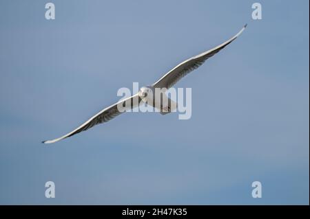 Flying black-headed gull (Chroicocephalus ridibundus) in winter plumage against a blue sky, often seen in tourist resorts on the Baltic Sea cost, copy Stock Photo