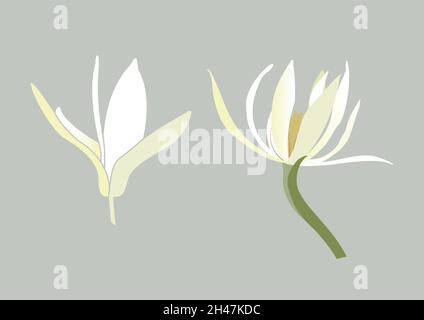 Beautiful Flower, Illustration of White Michelia Alba Flower or Michelia Champaca/ Champaka Flower Isolated on Gray Background Stock Vector