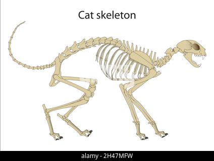 Cat Skeleton Anatomy. Side view Stock Photo