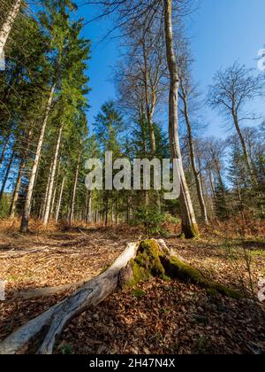 Tree stump after forest clearing. Stock Photo