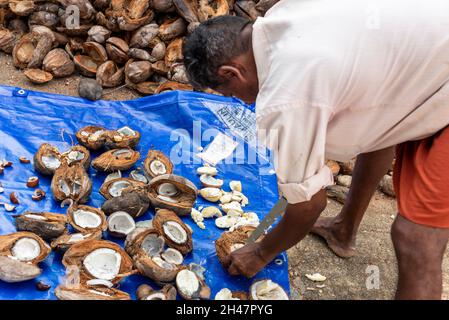 An Indian employee sorting out the coconut husks before chopping them into small slices at Philipkutty's farm, a luxury holiday resort in Kottayam in Stock Photo