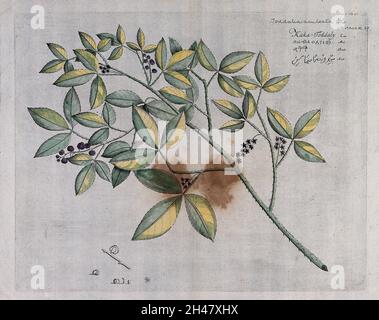 Source of Lopez Root (Toddalia asiatica Lam.): branch with flowers and fruit and separate flower, fruit and sectioned fruit with seed. Coloured line engraving. Stock Photo