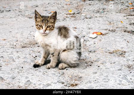 Homeless dirty kitty, cat sitting in front of camera. Stray cat in a street of Istanbul, Turkey Stock Photo