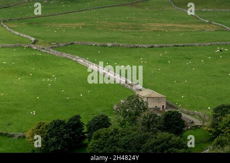 UK farming: Taking sheep down the country lane on Malham Moor, Yorkshire Dales National Park Stock Photo