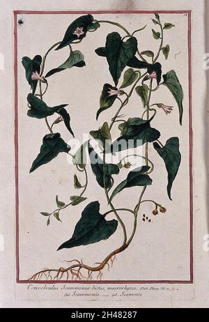 Scammony (Convolvulus scammonia L.): entire flowering and fruiting plant with separate seeds. Coloured etching by M. Bouchard, 1772. Stock Photo