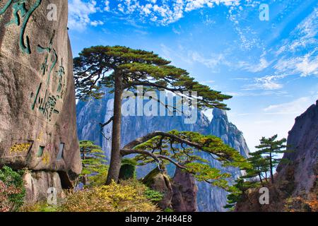 The welcoming pine at the entrance of Huangshan National Park. Landscape of Mount Huangshan (Yellow Mountain). UNESCO World Heritage Site. Anhui Provi Stock Photo