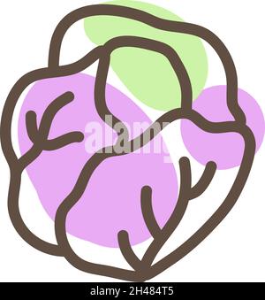 Purple cabbage, illustration, vector, on a white background. Stock Vector
