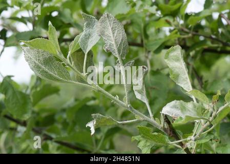 Primary powdery mildew, Podosphaera leucotricha, infection on the young ...