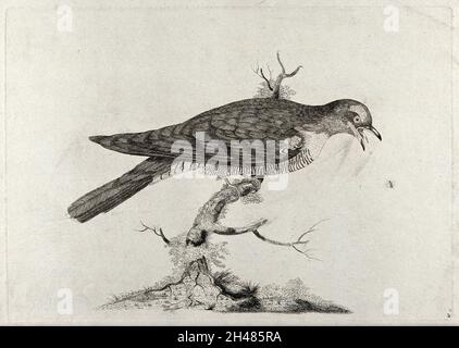 Fly Imag A cuckoo catching a fly. Etching, ca. 1775, after W. Hayes Stock Photo ...