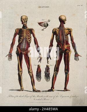 Two écorché Figures, Front And Back Views. Line Engraving By Kirkwood ...