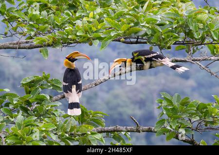 The Great hornbill (Buceros bicornis) also known as the concave-casqued hornbill, great Indian hornbill or great pied hornbill. Stock Photo