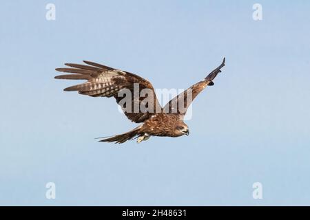 The black kite (Milvus migrans) is a medium-sized bird of prey in the family Accipitridae, which also includes many other diurnal raptors. Stock Photo