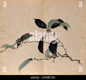 Japanese oak (Quercus mongolica): tree branch with acorns. Watercolour. Stock Photo