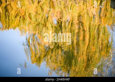 Tree - blurred reflection in a lake. Calm water. Autumn in Poland. Weeping willow. Stock Photo