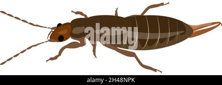Earwig bug, illustration, vector on a white background. Stock Vector
