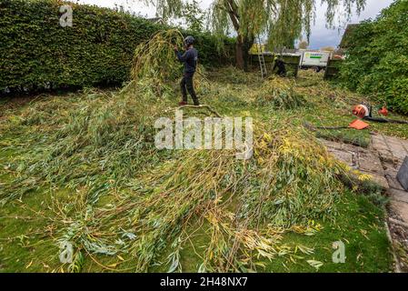 Tree surgeons working trimming a weeping willow tree. Stock Photo