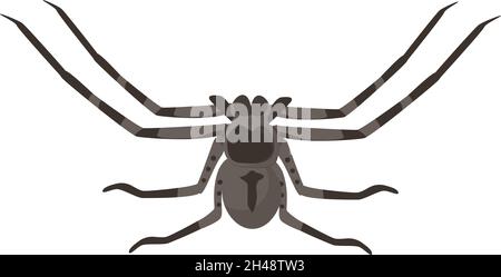Huntsman spider, illustration, vector on a white background. Stock Vector