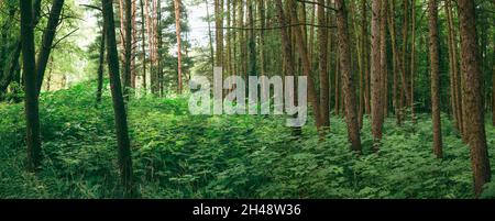 Panorama Of Summer Mixed Forest In Eastern Europe. Panoramic Vie Stock Photo