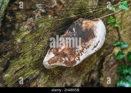 Birch Bracket fungus, parasitic fungus fruiting on living and dead trunks. Stock Photo