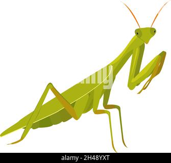 Praying mantis, illustration, vector on a white background. Stock Vector