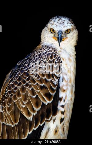 Juvenile crowned eagle - Stephanoaetus coronatus Stock Photo