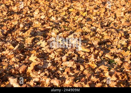 Yellowed maple leaves cover the ground. Autumn in the park. Stock Photo