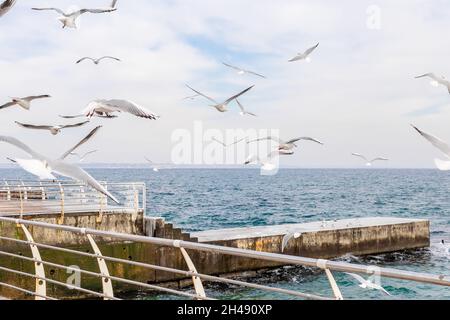 Seagulls in the sky over the sea with the waves and ice Stock Photo