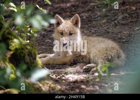 Arctic wolf pup - Canis lupus arctos Stock Photo