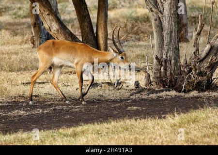 Young male red lechwe - Kobus leche Stock Photo