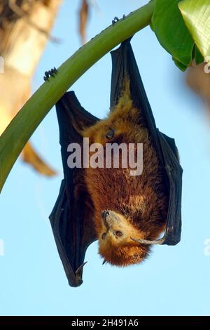 Mauritius fruit bat / Mauritian flying fox - Pteropus niger Stock Photo