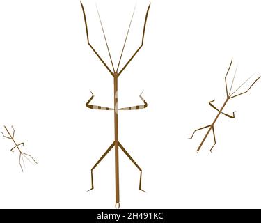 130 Stick Insect Illustrations RoyaltyFree Vector Graphics  Clip Art   iStock  Walking stick insect Stick insect pet Stick insect foot