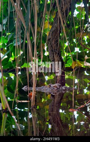 Siamese crocodile - Crocodylus siamensis Stock Photo