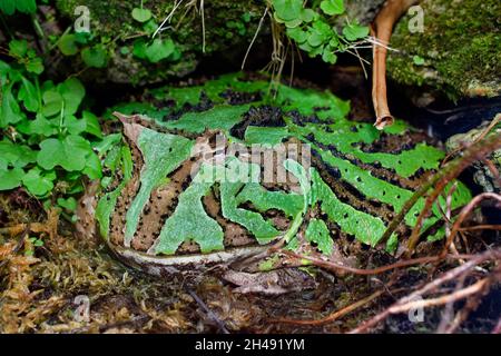 Cranwell's horned frog - Ceratophrys cranwelli Stock Photo