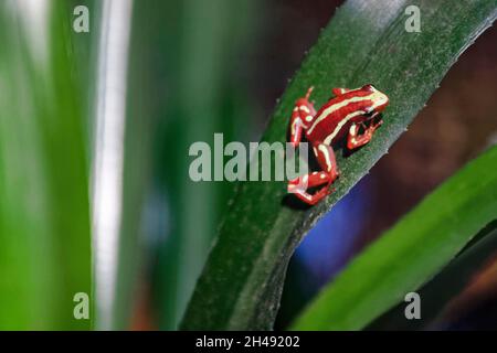 Anthony's poison arrow frog - Epipedobates anthonyi Stock Photo