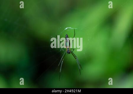 Spiders are air-breathing arthropods that have eight legs, able to inject venom and spinnerets that extrude silk. Here is a colourful spider in web Stock Photo