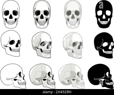Skull sides. Front and side views drawn skull collection for evolution cemetery death medical tattoo concepts, human anatomy cartoon skeleton head bone vector drawing illustration set isolated Stock Vector