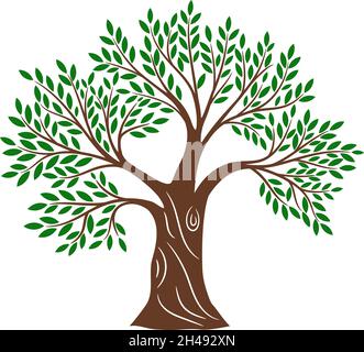 Green olive tree. Olives trees olives sampling vector illustration, greece olivier oil farming sign, oak foliage crown vector image traditional healthy natural food symbol isolated on white Stock Vector