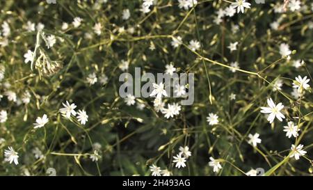 Little white spring flowers in the summer green garden. Top view of flowering plant in the family Caryophyllaceae known as common starwort, natural ba Stock Photo