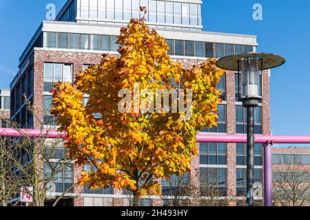 Herbst im Kieler Hafen, Bäume mit buntem Herbslaub Stock Photo
