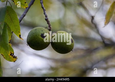 Closeup of Eastern black walnuts on the tree. Selected focus. Stock Photo