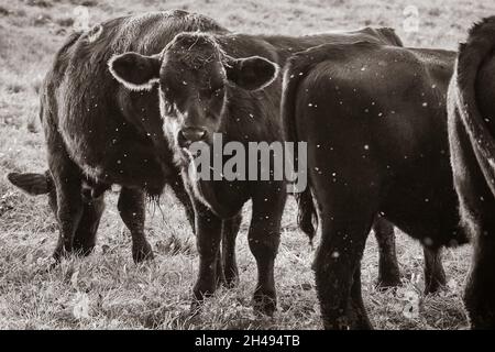 Close-up of black cow calves in cattle paddock Stock Photo