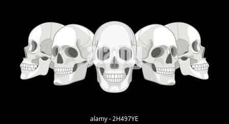 Human skull sides. Humans skulls sketch vector illustration, smiling mouth death bone, anatomy face front horror skeleton evil art etched drawing element Stock Vector