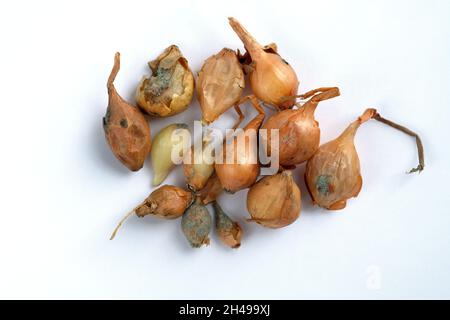 Onion with mold on a white background. Diseases and fungi affecting plants and vegetables. Small onion bulbs covered with mold. Stock Photo