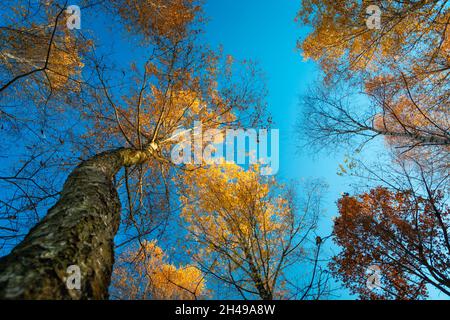 Crowns of autumn trees seen from below Stock Photo