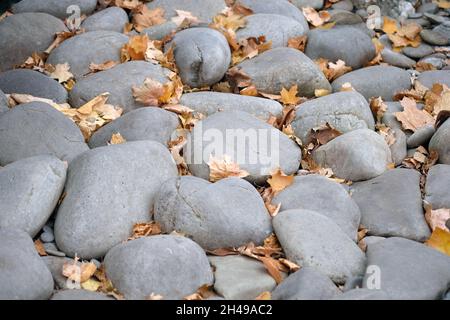 Large smooth stones in an autumn park. Gray stones as an element of landscape design. Orange leaf on river stone. Abstract background of autumn leaf o Stock Photo
