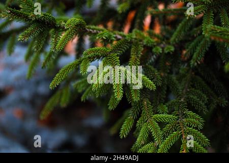 Fir twigs in the park. Christmas tree close-up. Coniferous trees in the forest background. Selective focus. Stock Photo