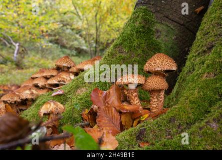 Shaggy scalycap, Pholiota squarrosa, clump at base of Beech tree, autumn in Oxfordshire Stock Photo