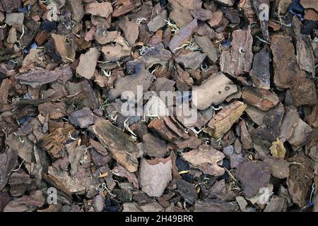 Pine bark orchid substrate top view. Brown Pine bark mulch for indoor plants. Orchid substrate background. Chopped tree bark for indoor flowers. Stock Photo