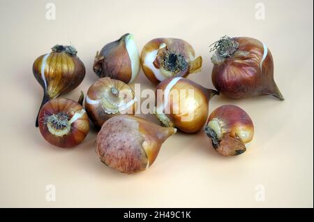 Bulbs from red tulips. Large bulbs of flowers on a beige background. Reproduction of tulips using bulbs. Stock Photo