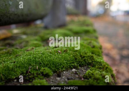 Selective focus and macro view of moss on concrete railing on the sidewalk and blur background of foliage in autumn season. Stock Photo